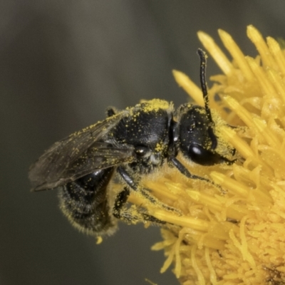 Lasioglossum (Chilalictus) sp. (genus & subgenus) (Halictid bee) at McKellar, ACT - 14 Nov 2023 by kasiaaus