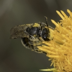 Lasioglossum (Chilalictus) sp. (genus & subgenus) at Croke Place Grassland (CPG) - 14 Nov 2023