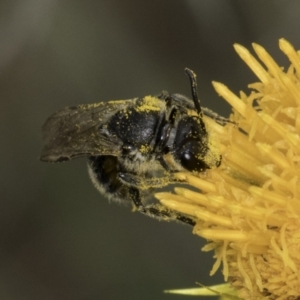 Lasioglossum (Chilalictus) sp. (genus & subgenus) at McKellar, ACT - 14 Nov 2023 10:52 AM