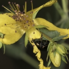 Chrysolina quadrigemina (Greater St Johns Wort beetle) at Croke Place Grassland (CPG) - 13 Nov 2023 by kasiaaus