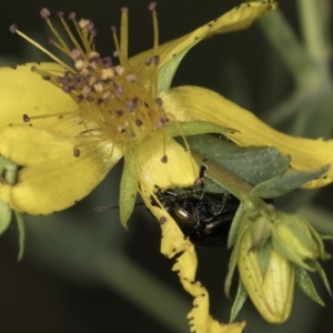 Chrysolina quadrigemina at McKellar, ACT - 14 Nov 2023