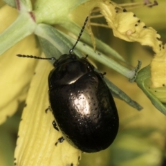 Chrysolina quadrigemina at McKellar, ACT - 14 Nov 2023