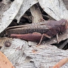 Cirphula pyrrhocnemis (Variable Cirphula) at Dryandra St Woodland - 15 Nov 2023 by trevorpreston