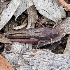 Cirphula pyrrhocnemis at Dryandra St Woodland - 15 Nov 2023