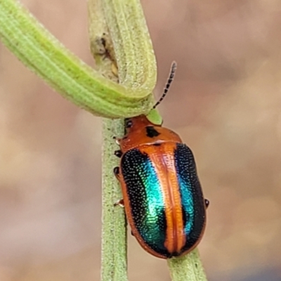 Calomela curtisi (Acacia leaf beetle) at O'Connor, ACT - 15 Nov 2023 by trevorpreston