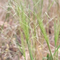 Lachnagrostis filiformis (Blown Grass) at O'Connor, ACT - 15 Nov 2023 by trevorpreston