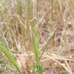 Lachnagrostis filiformis at Dryandra St Woodland - 15 Nov 2023