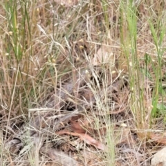 Lachnagrostis filiformis at Dryandra St Woodland - 15 Nov 2023 12:03 PM