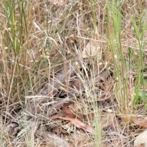 Lachnagrostis filiformis at Dryandra St Woodland - 15 Nov 2023