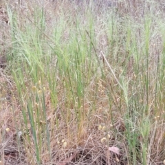 Lachnagrostis filiformis at Dryandra St Woodland - 15 Nov 2023 12:03 PM