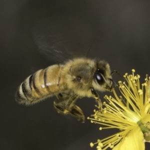 Apis mellifera at McKellar, ACT - 14 Nov 2023