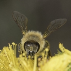 Apis mellifera at McKellar, ACT - 14 Nov 2023