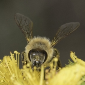 Apis mellifera at McKellar, ACT - 14 Nov 2023