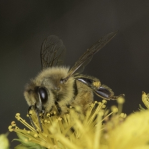 Apis mellifera at McKellar, ACT - 14 Nov 2023