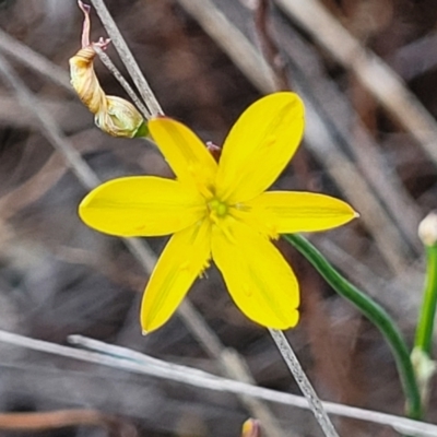 Tricoryne elatior (Yellow Rush Lily) at Dryandra St Woodland - 15 Nov 2023 by trevorpreston