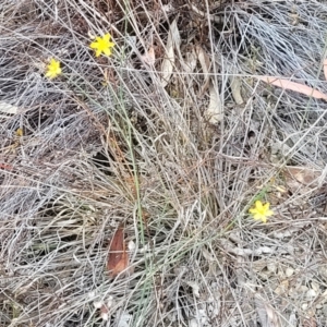 Tricoryne elatior at Dryandra St Woodland - 15 Nov 2023