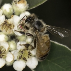 Apis mellifera (European honey bee) at McKellar, ACT - 14 Nov 2023 by kasiaaus