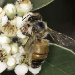 Apis mellifera at McKellar, ACT - 14 Nov 2023