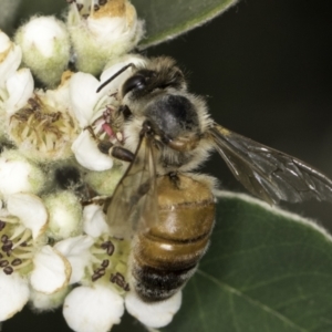 Apis mellifera at McKellar, ACT - 14 Nov 2023 10:58 AM