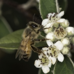 Apis mellifera at McKellar, ACT - 14 Nov 2023 10:58 AM