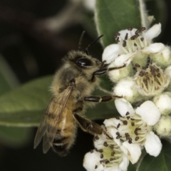 Apis mellifera at McKellar, ACT - 14 Nov 2023 10:58 AM