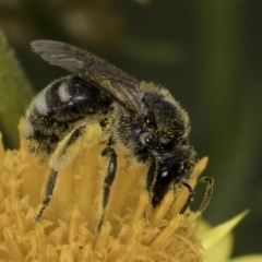 Lasioglossum (Chilalictus) sp. (genus & subgenus) (Halictid bee) at McKellar, ACT - 14 Nov 2023 by kasiaaus