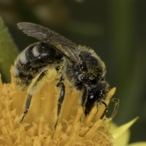 Lasioglossum (Chilalictus) sp. (genus & subgenus) at McKellar, ACT - 14 Nov 2023