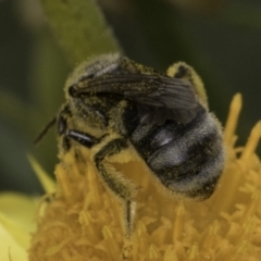 Lasioglossum (Chilalictus) sp. (genus & subgenus) at McKellar, ACT - 14 Nov 2023