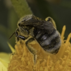 Lasioglossum (Chilalictus) sp. (genus & subgenus) at McKellar, ACT - 14 Nov 2023