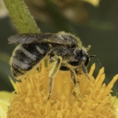 Lasioglossum (Chilalictus) sp. (genus & subgenus) at Croke Place Grassland (CPG) - 14 Nov 2023