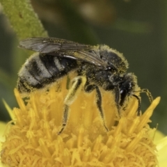 Lasioglossum (Chilalictus) sp. (genus & subgenus) at Croke Place Grassland (CPG) - 14 Nov 2023