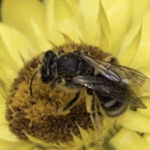 Lasioglossum (Chilalictus) sp. (genus & subgenus) at McKellar, ACT - 14 Nov 2023 11:00 AM