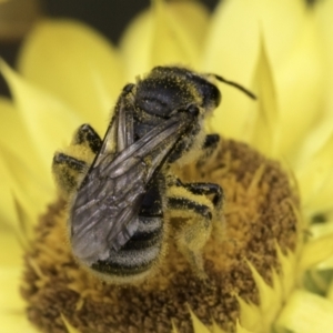 Lasioglossum (Chilalictus) sp. (genus & subgenus) at McKellar, ACT - 14 Nov 2023