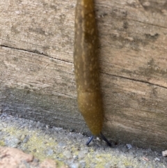 Limacus flavus (Yellow Cellar Slug) at QPRC LGA - 15 Nov 2023 by Komidar