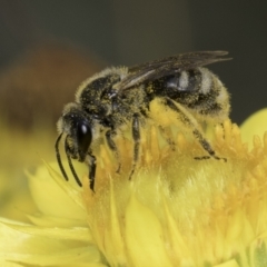 Lasioglossum (Chilalictus) sp. (genus & subgenus) (Halictid bee) at Croke Place Grassland (CPG) - 14 Nov 2023 by kasiaaus