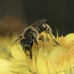 Lasioglossum (Chilalictus) sp. (genus & subgenus) at McKellar, ACT - 14 Nov 2023