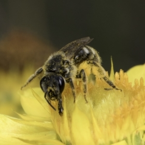 Lasioglossum (Chilalictus) sp. (genus & subgenus) at McKellar, ACT - 14 Nov 2023