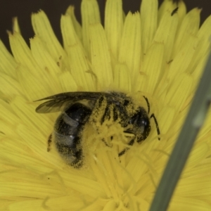 Lasioglossum (Chilalictus) sp. (genus & subgenus) at McKellar, ACT - 14 Nov 2023 11:04 AM