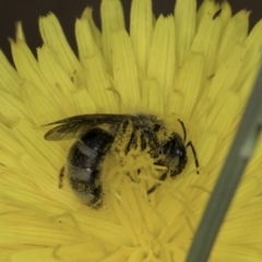 Lasioglossum (Chilalictus) sp. (genus & subgenus) (Halictid bee) at Croke Place Grassland (CPG) - 14 Nov 2023 by kasiaaus
