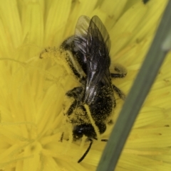 Lasioglossum (Chilalictus) sp. (genus & subgenus) at McKellar, ACT - 14 Nov 2023 11:04 AM