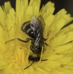 Lasioglossum (Chilalictus) sp. (genus & subgenus) at McKellar, ACT - 14 Nov 2023