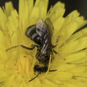 Lasioglossum (Chilalictus) sp. (genus & subgenus) at McKellar, ACT - 14 Nov 2023