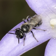 Lasioglossum (Chilalictus) sp. (genus & subgenus) (Halictid bee) at Croke Place Grassland (CPG) - 14 Nov 2023 by kasiaaus
