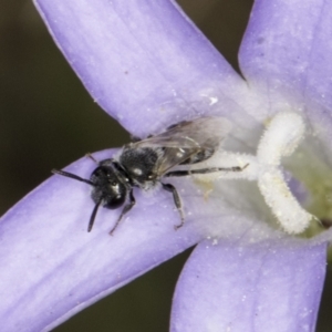 Lasioglossum (Chilalictus) sp. (genus & subgenus) at McKellar, ACT - 14 Nov 2023