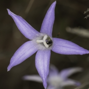 Lasioglossum (Chilalictus) sp. (genus & subgenus) at McKellar, ACT - 14 Nov 2023