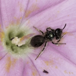 Lasioglossum (Homalictus) sphecodoides at McKellar, ACT - 14 Nov 2023 11:06 AM