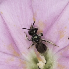 Lasioglossum (Homalictus) sphecodoides at McKellar, ACT - 14 Nov 2023 11:06 AM