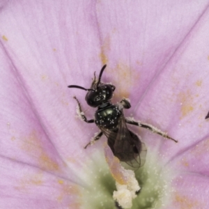 Lasioglossum (Homalictus) sphecodoides at McKellar, ACT - 14 Nov 2023 11:06 AM