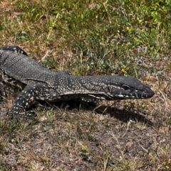 Varanus rosenbergi (Heath or Rosenberg's Monitor) at Cotter River, ACT - 15 Nov 2023 by RangerRiley