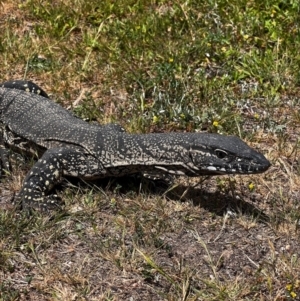 Varanus rosenbergi at Lower Cotter Catchment - 15 Nov 2023